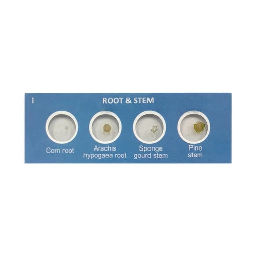 HamiltonBuhl Scout Microscope Prepared Specimen Slides - 24 Piece
